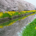 新河岸川に映る菜の花と桜