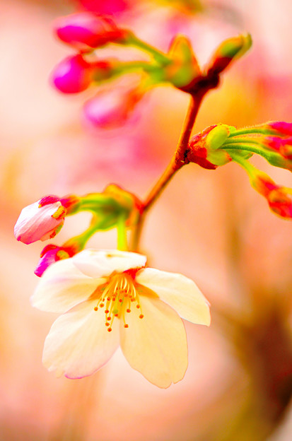 Photos: 桜1