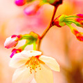 Photos: 桜1
