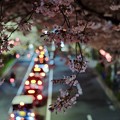 Photos: Sakura