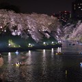 Photos: 春の夜の夢