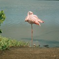 Photos: ベニイロフラミンゴ､ｶﾞﾗﾊﾟｺﾞｽ Flamingo,Floreana Island　　　＊薄紅の羽根のあいだに嘴（はし）埋め片足のまま眠る愛しさ