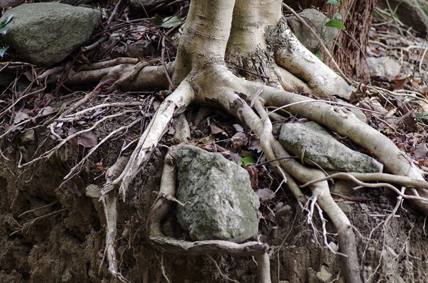 石を持ち上げる木の根っこ