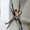 Photos: 此の蜘蛛知ってる・・・？