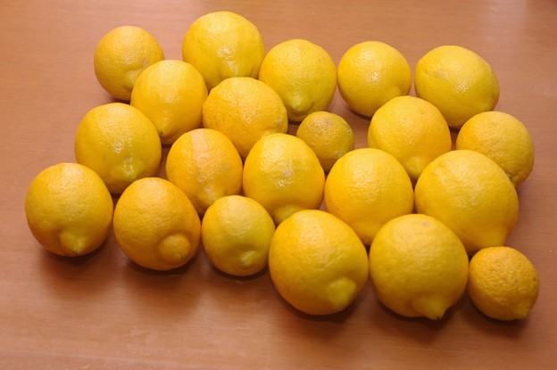 IMGP0199柳井市、自宅庭先のレモン２１個