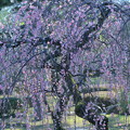 満開の枝垂れ梅（1）　　兼六園　梅林