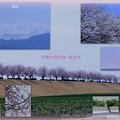 手取川の桜並木