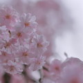 八重紅枝垂れ桜（2）