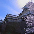 金沢城と満開の桜