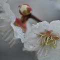 Photos: 春雨に白梅